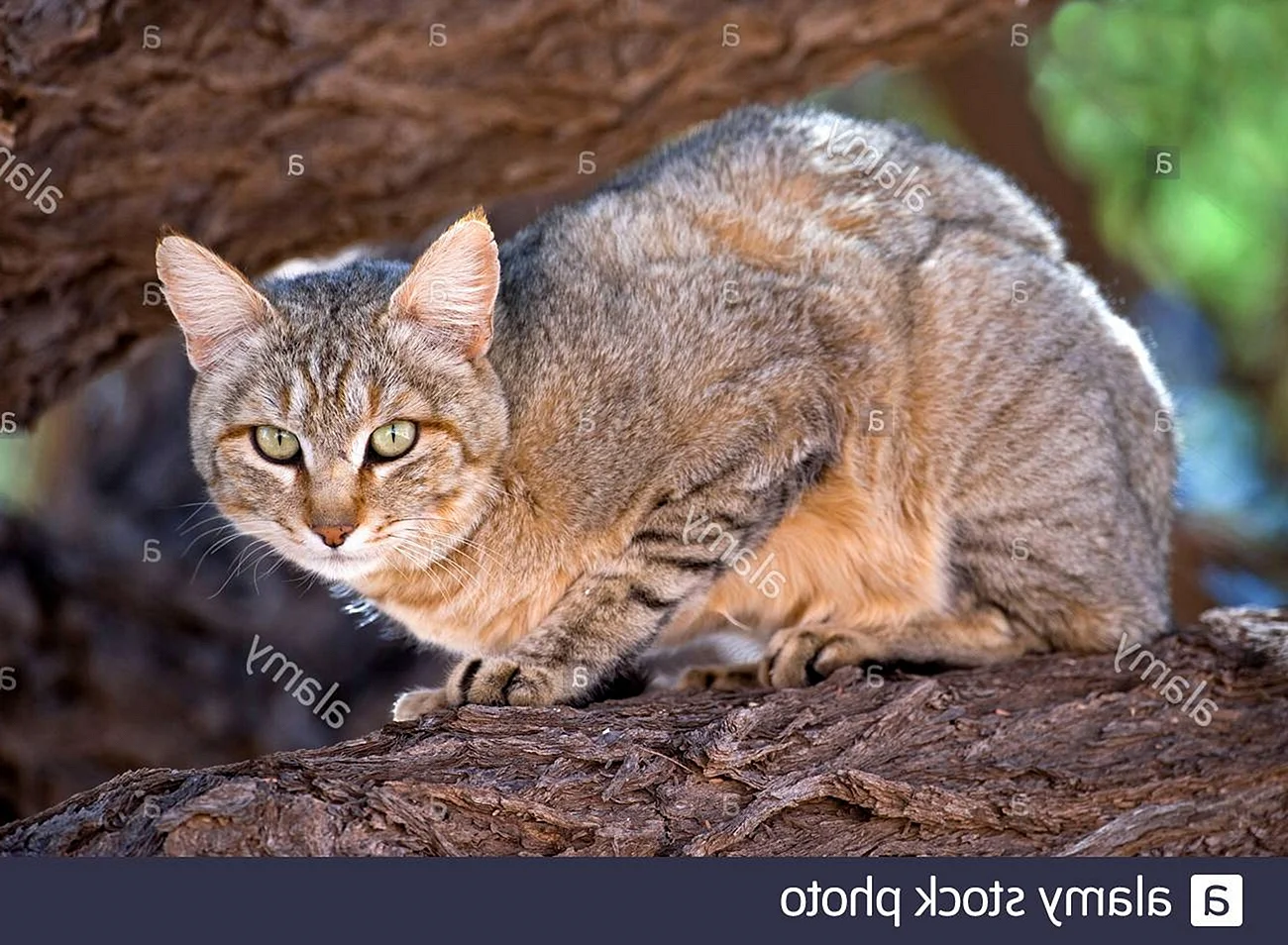 Степной кот (Felis Silvestris lybica)