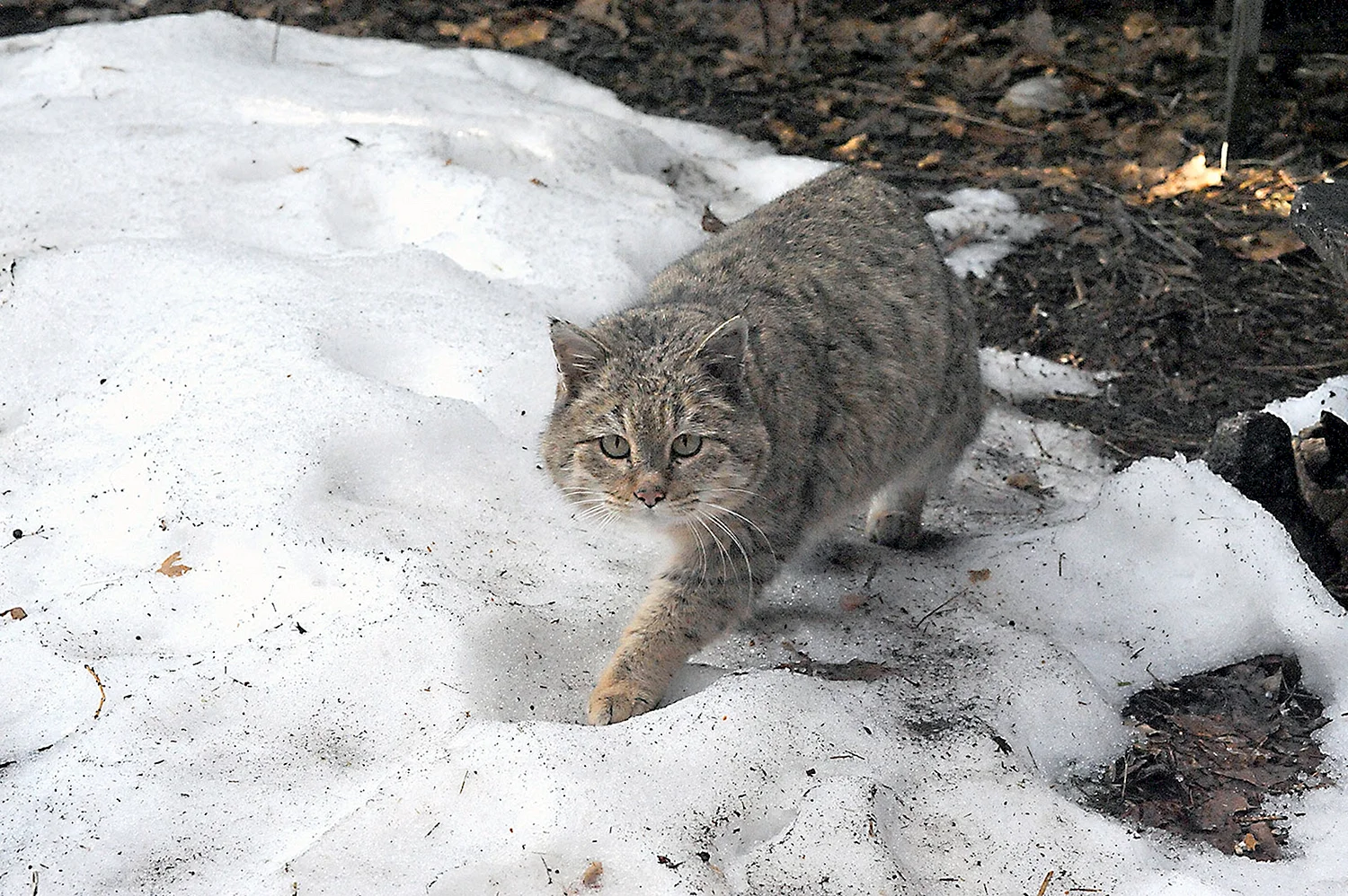 Степной кот Оренбургской области