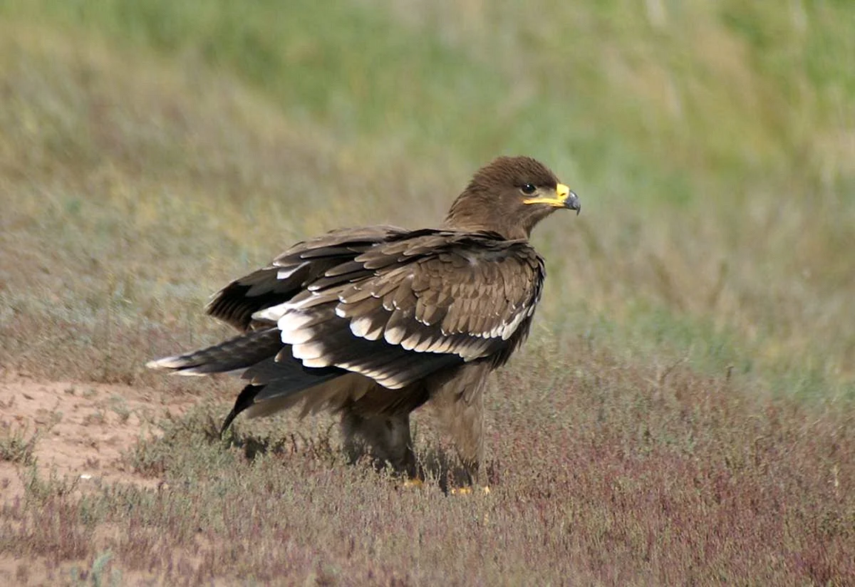 Степной орёл (Aquila nipalensis