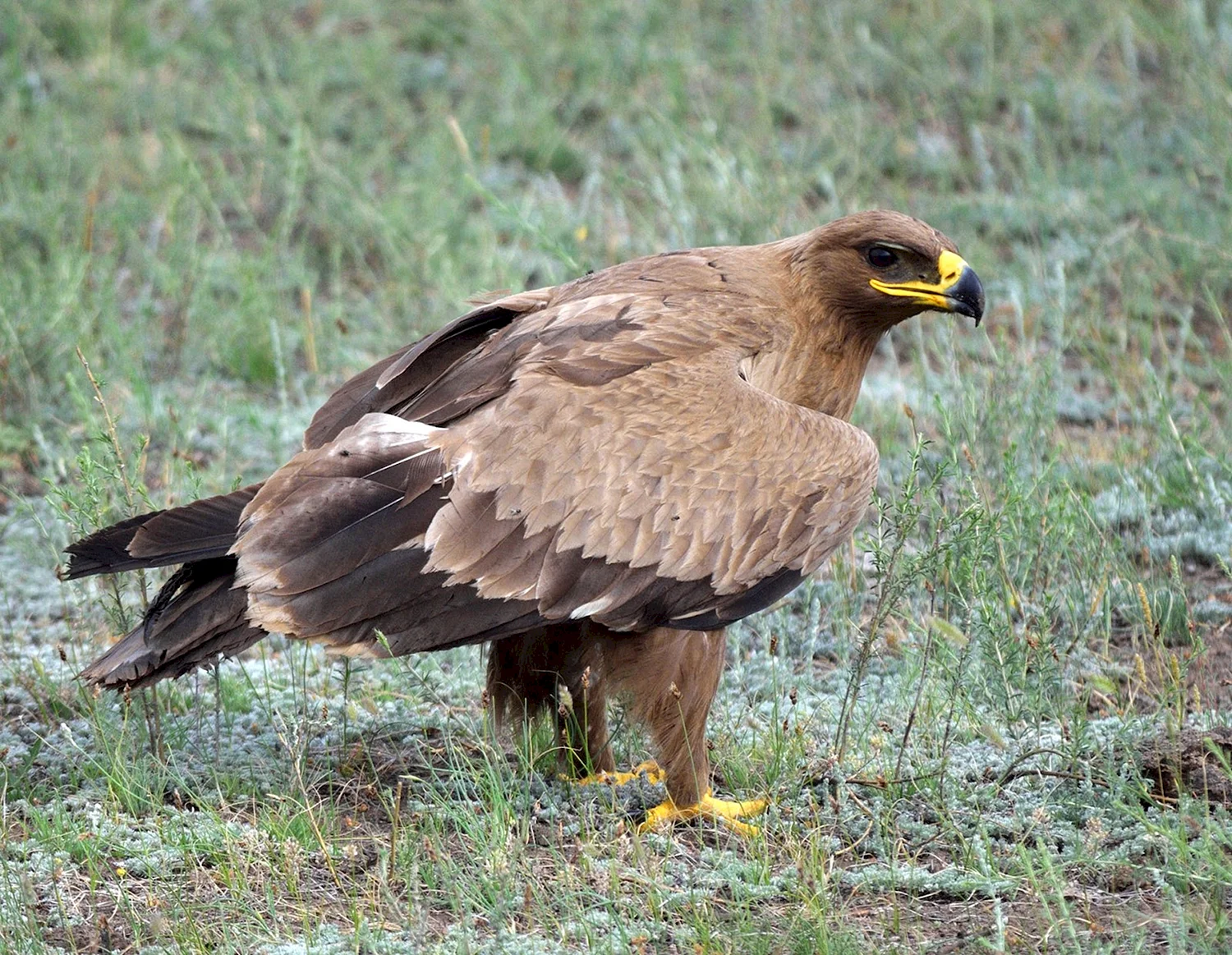 Степной орёл (Aquila nipalensis