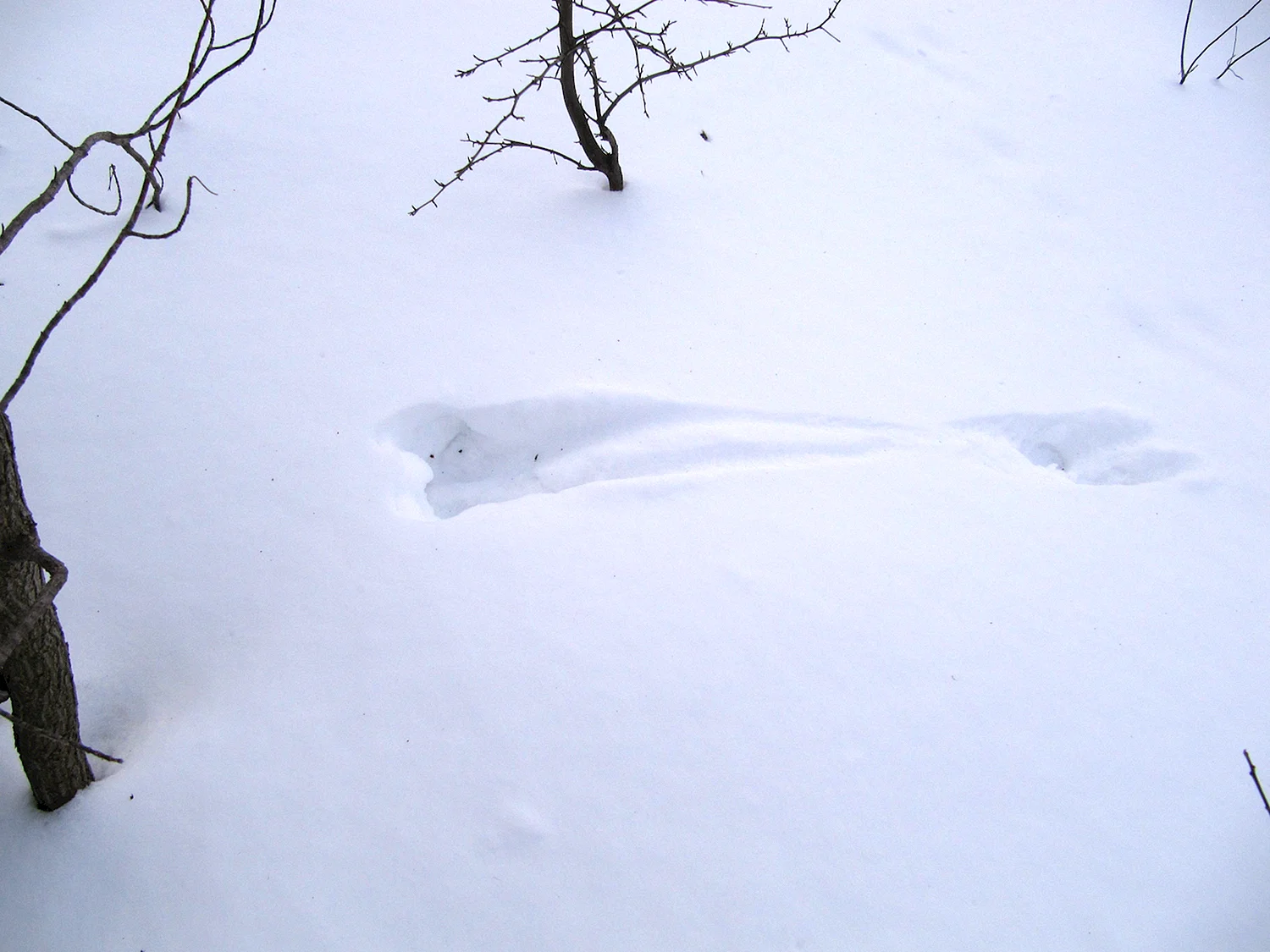 Странные следы на снегу