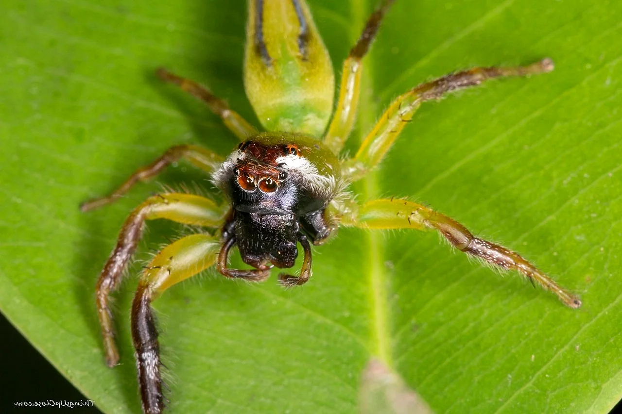 Странствующий паук Австралия