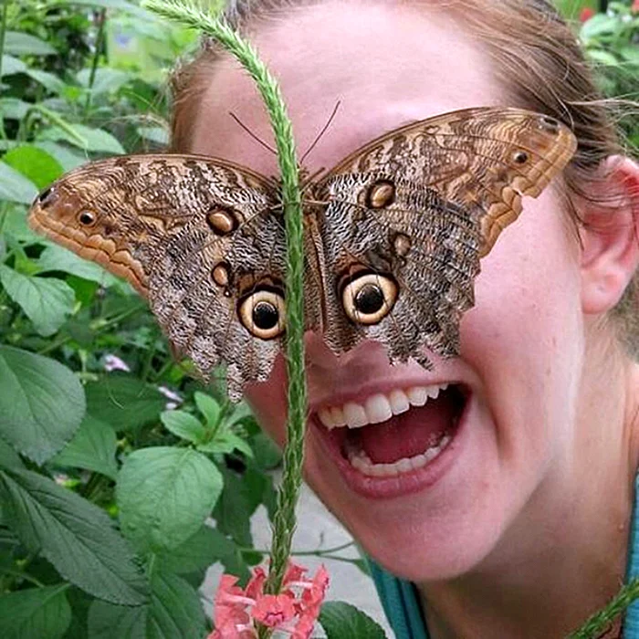 Страшные бабочки