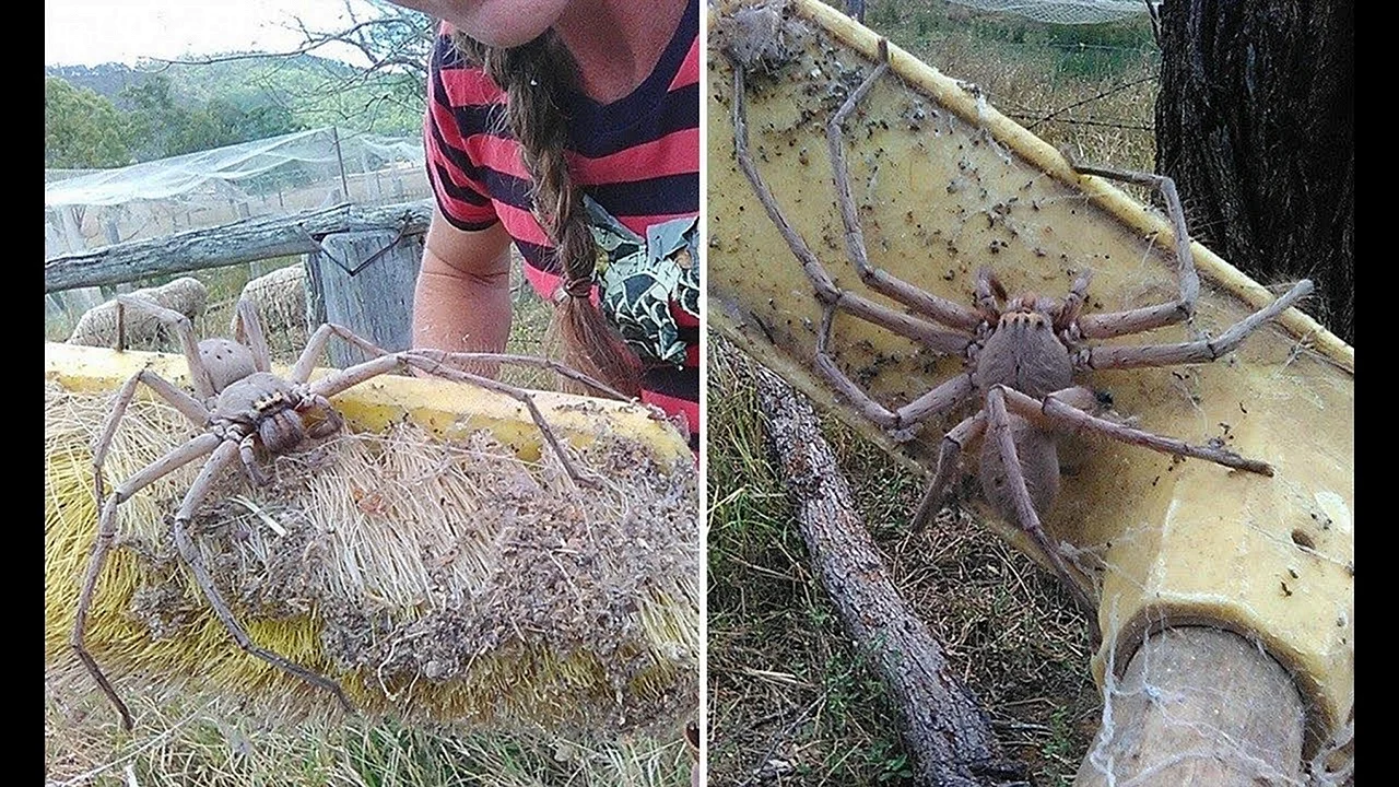 Страшные пауки Австралии