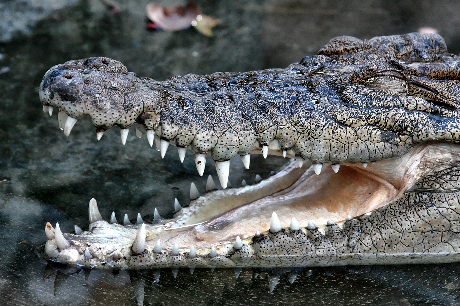 Страшный крокодил в зоопарке