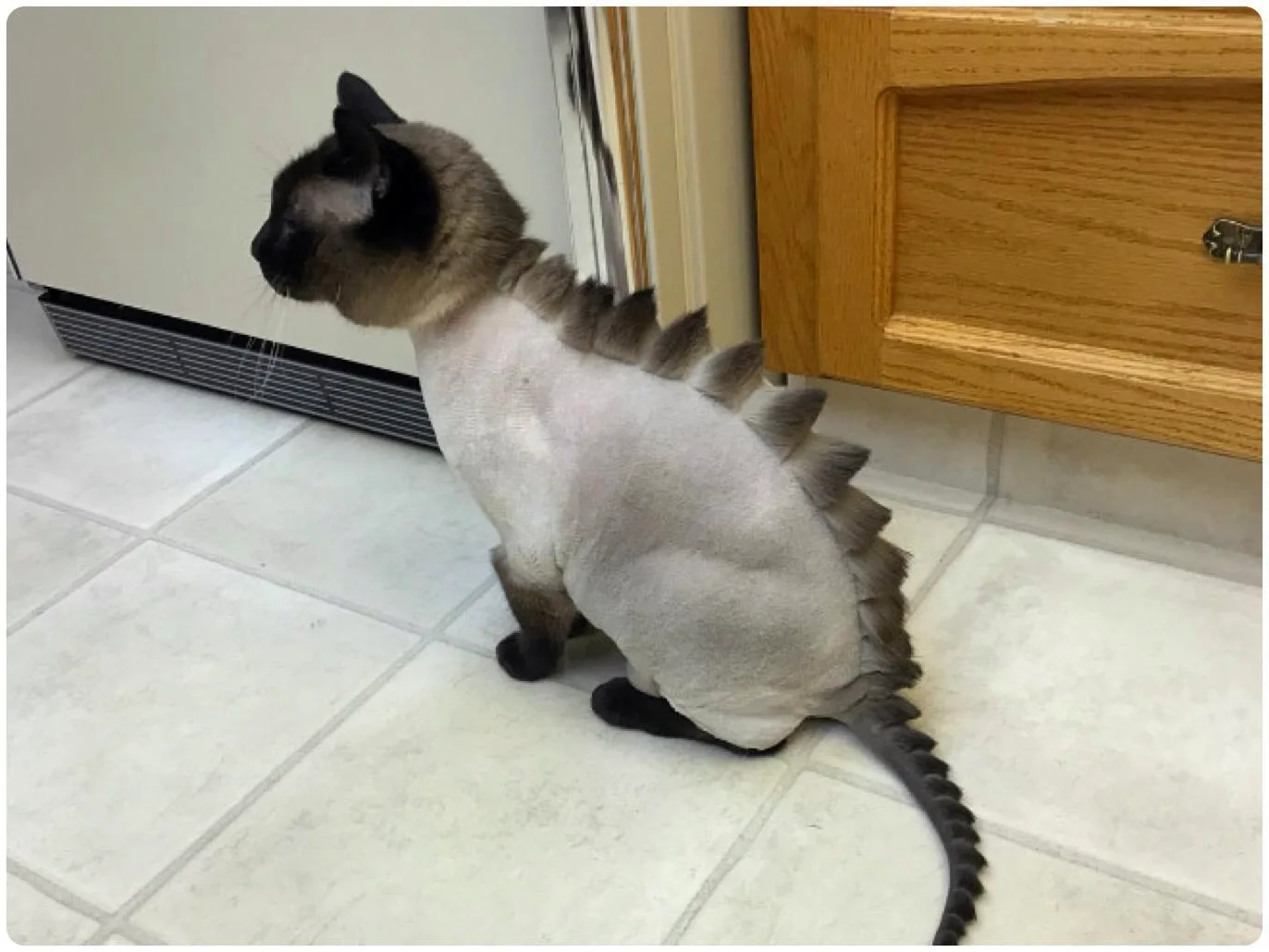 Стрижка кота дракончик
