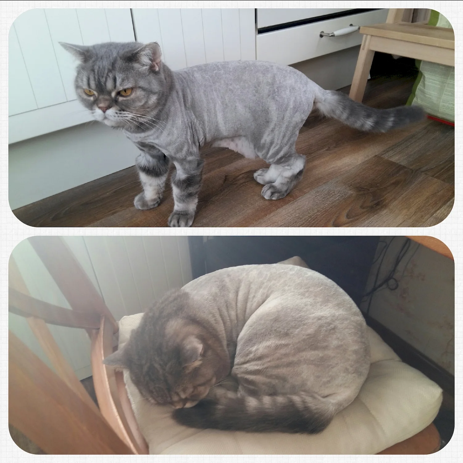Стрижка котов до и после