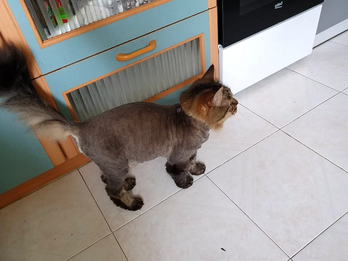 Стрижка сибирских кошек