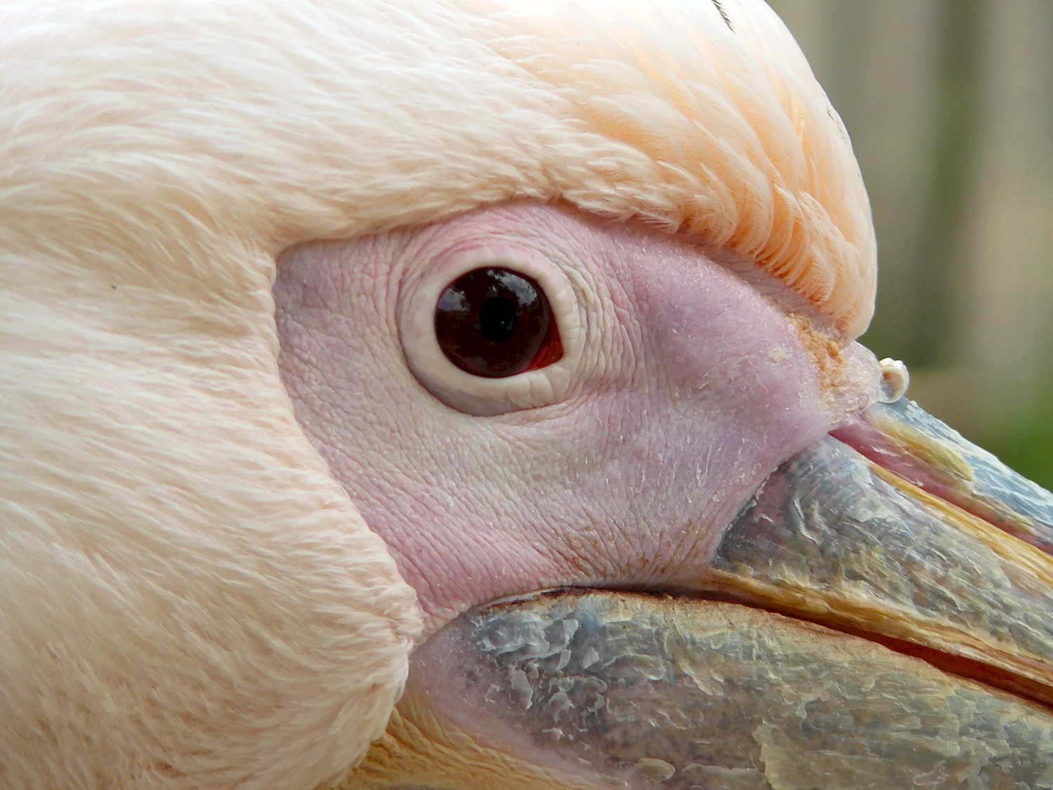 Строение клюва пеликана