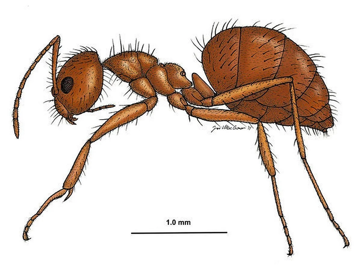 Строение муравья
