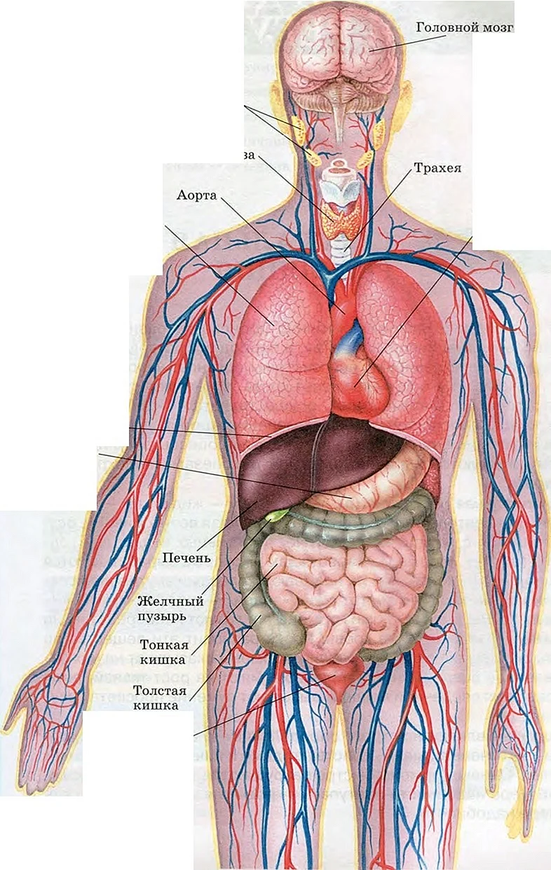 Строение организма человека внутренние органы