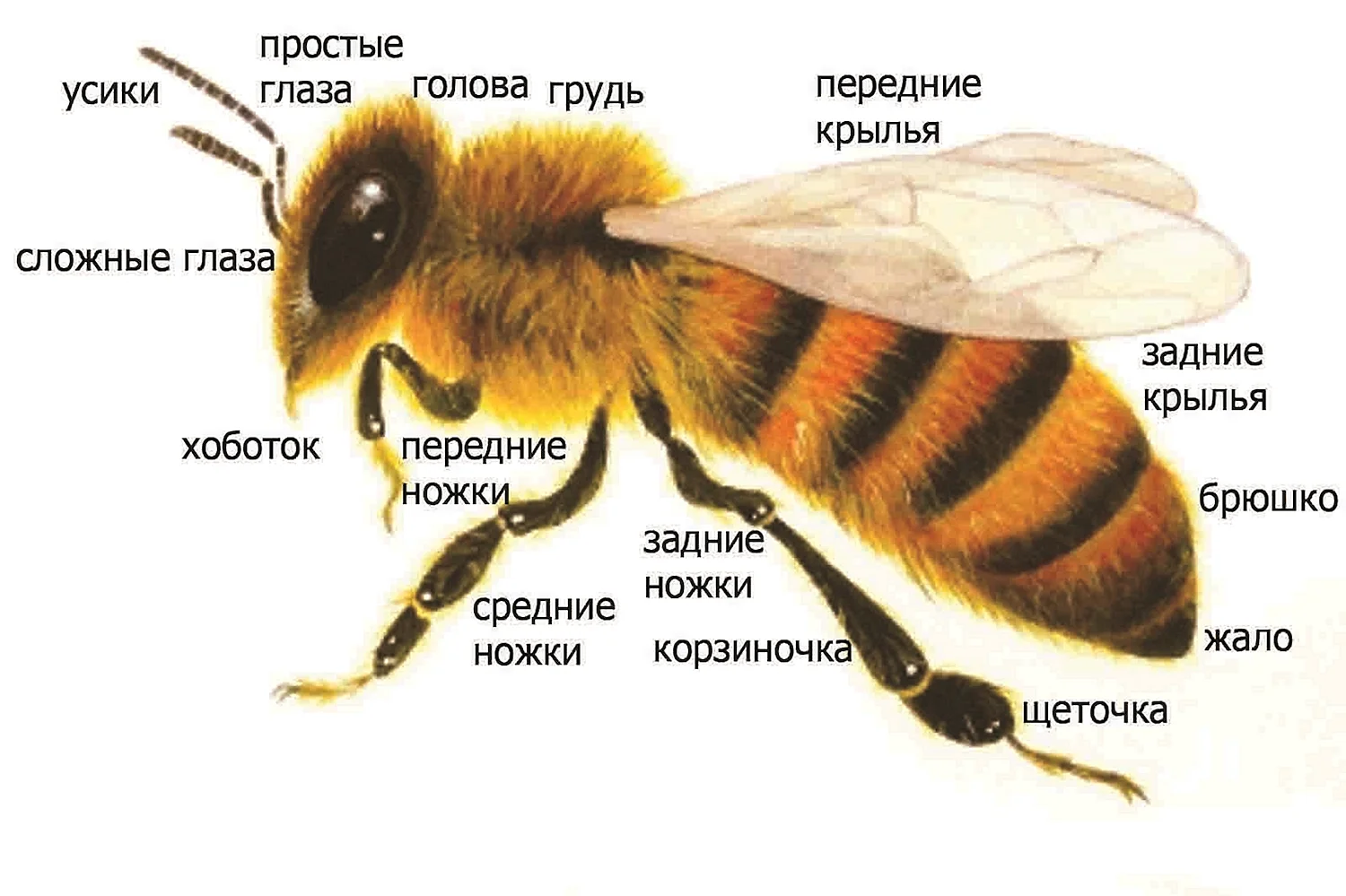 Строение пчелы медоносной