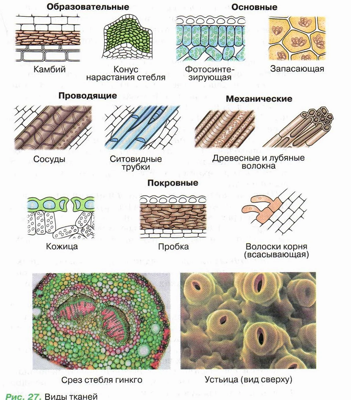 Строение растительных тканей 6 класс биология