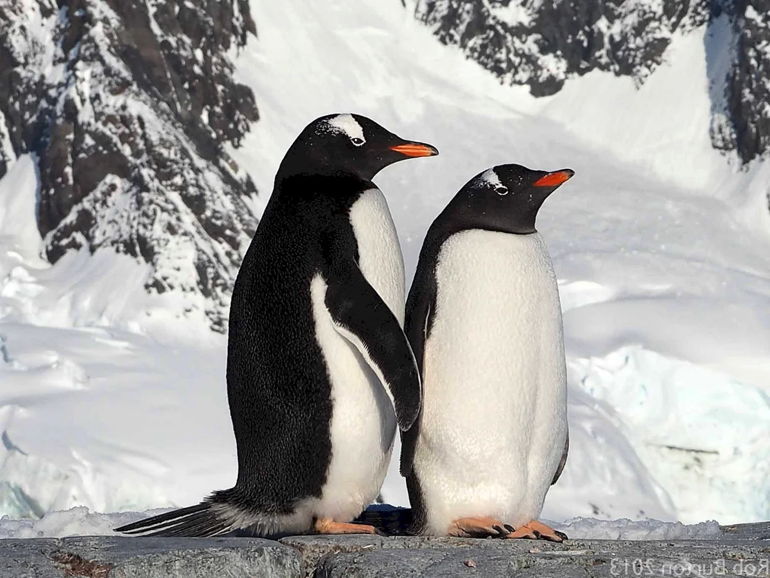 Субантарктический Пингвин