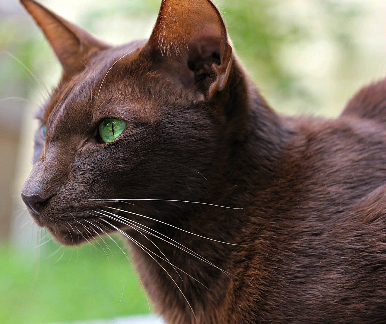 Суффолкская шоколадная кошка