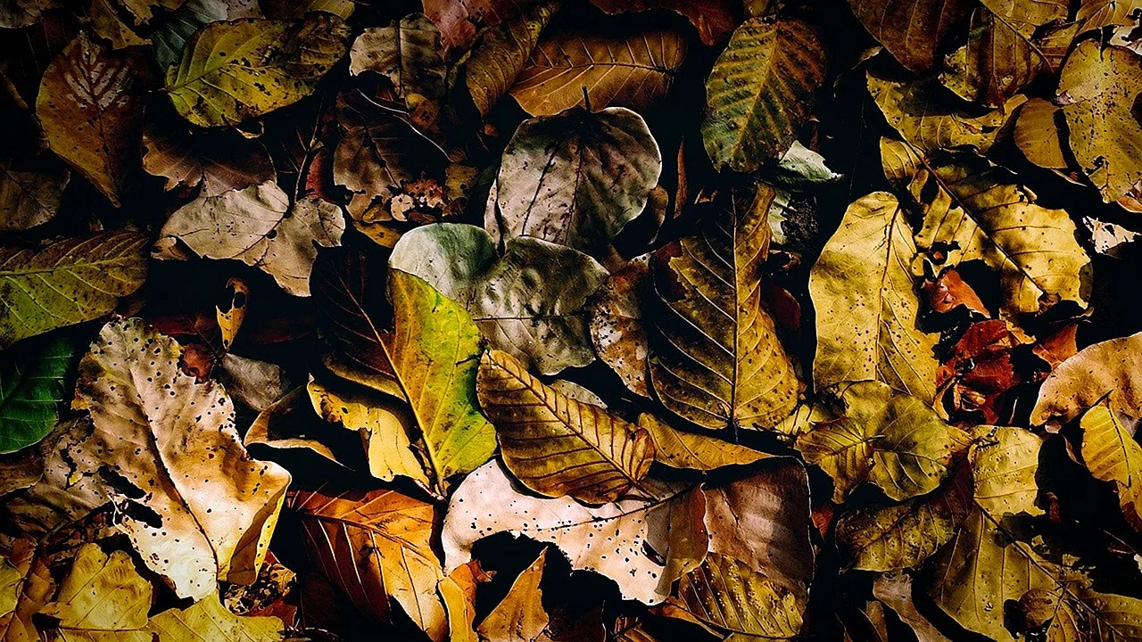 Сухие листья