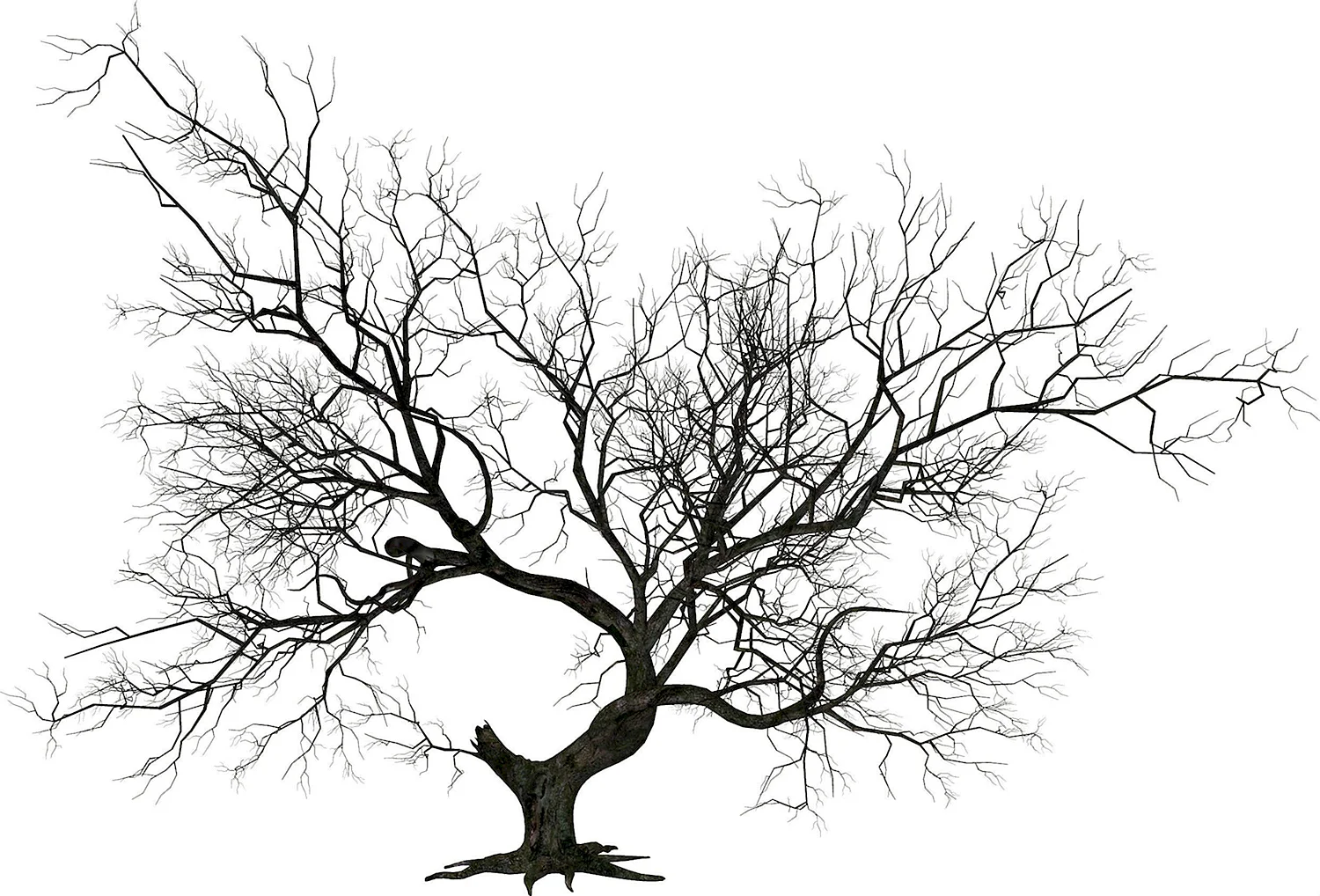 Сухое дерево на прозрачном фоне
