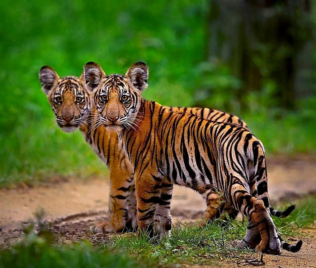 Суматранский Амурский бенгальский тигр