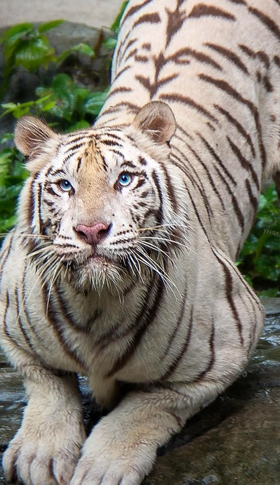 Суматранский Амурский бенгальский тигр