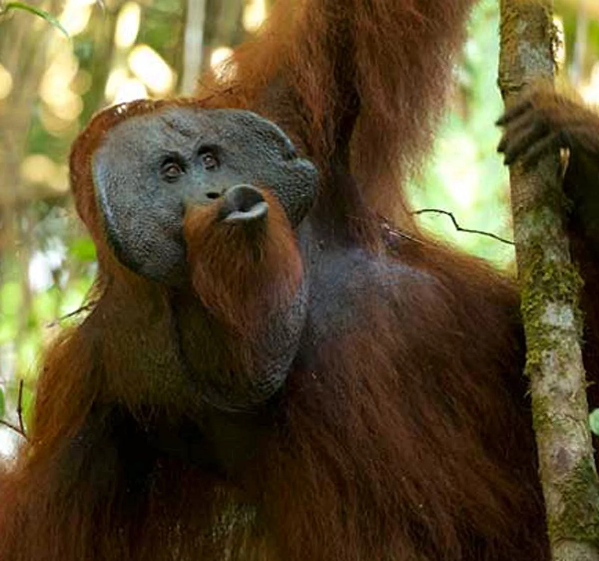 Суматранский орангутан