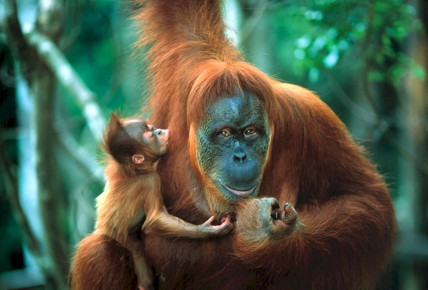 Суматранский орангутан самка