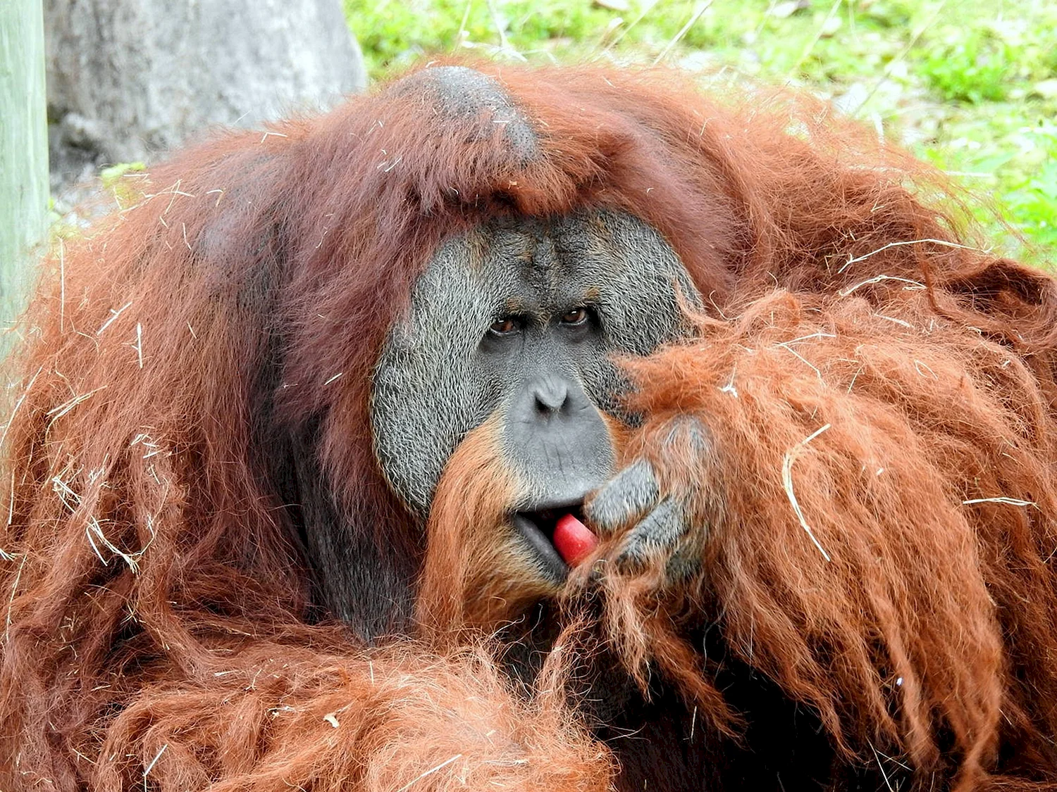 Суматранский орангутанг