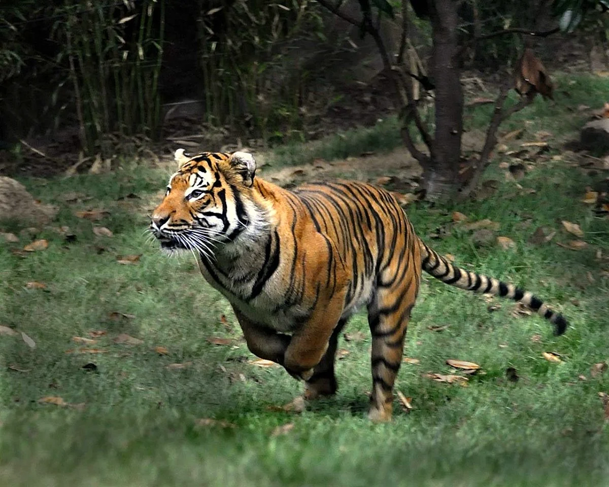 Суматранский тигр и Амурский