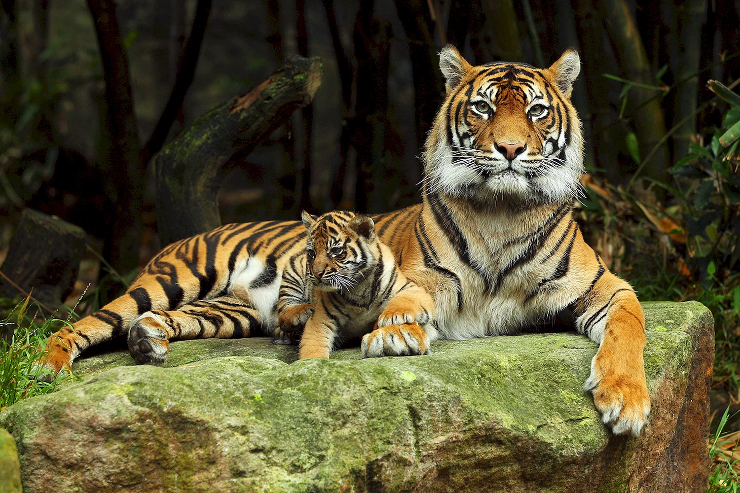 Суматранский тигр и Амурский