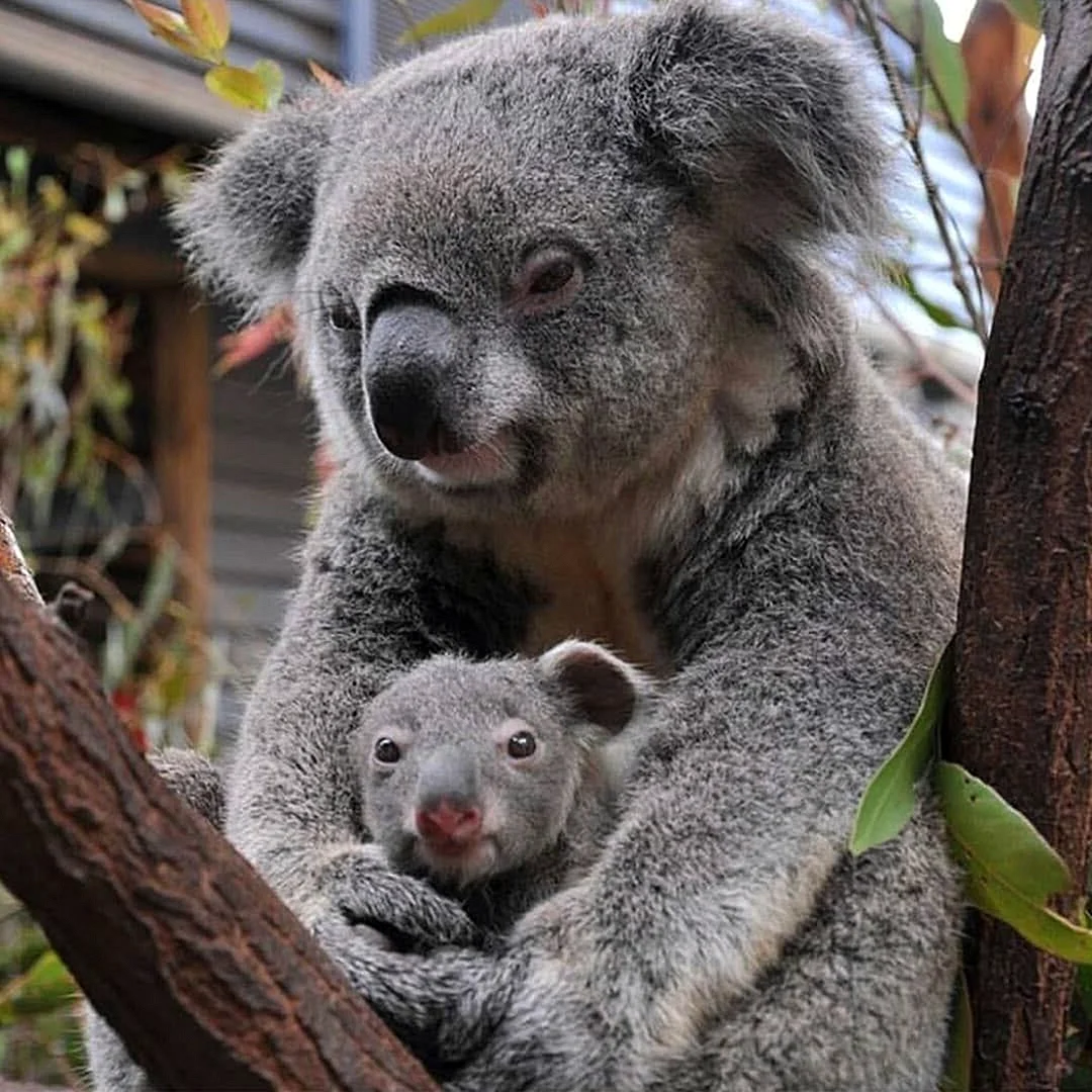 Сумчатая коала