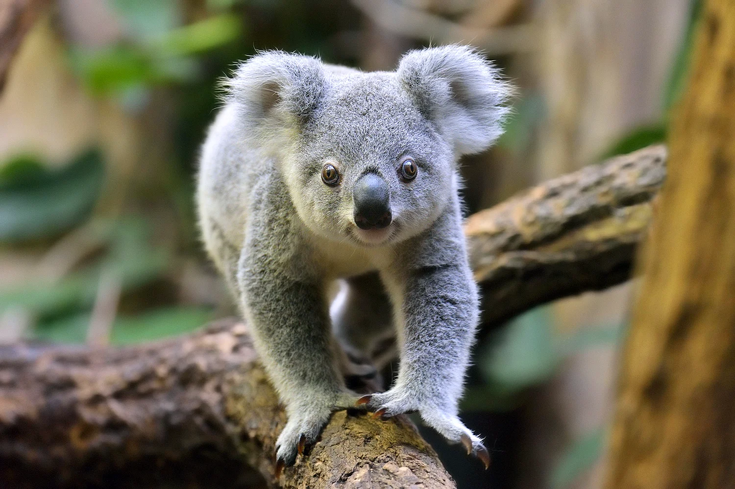 Сумчатая коала