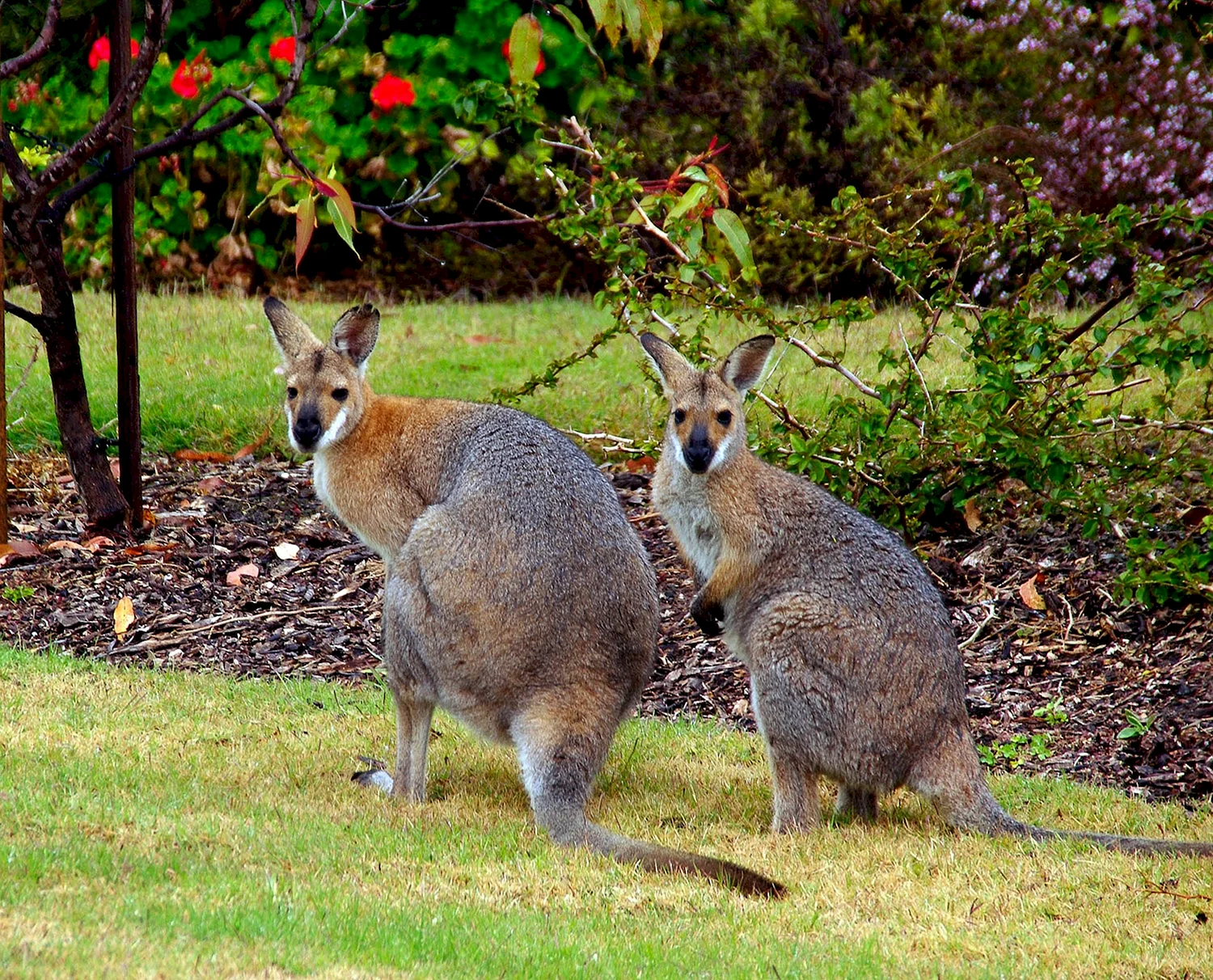 Сумчатые кенгуру в Австралии