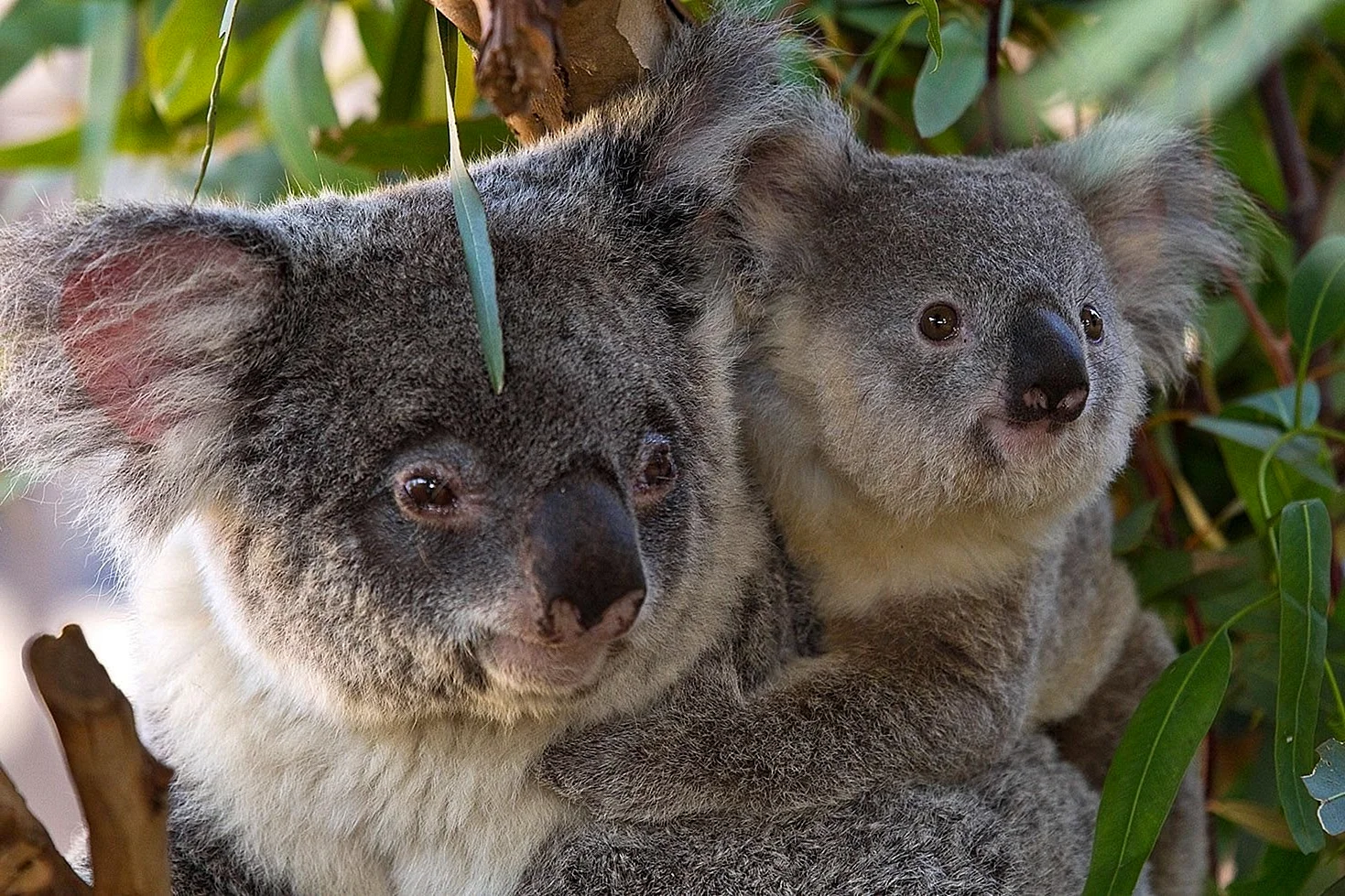 Сумчатые млекопитающие коала