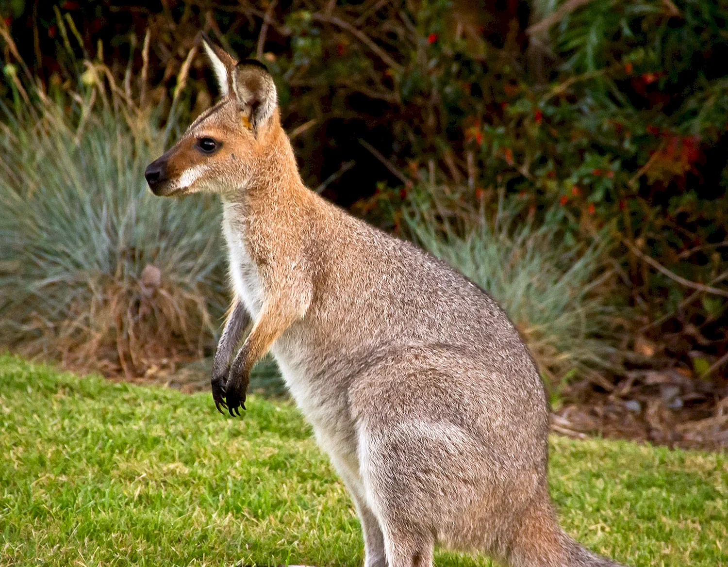 Сумчатые животные Австралии кенгуру