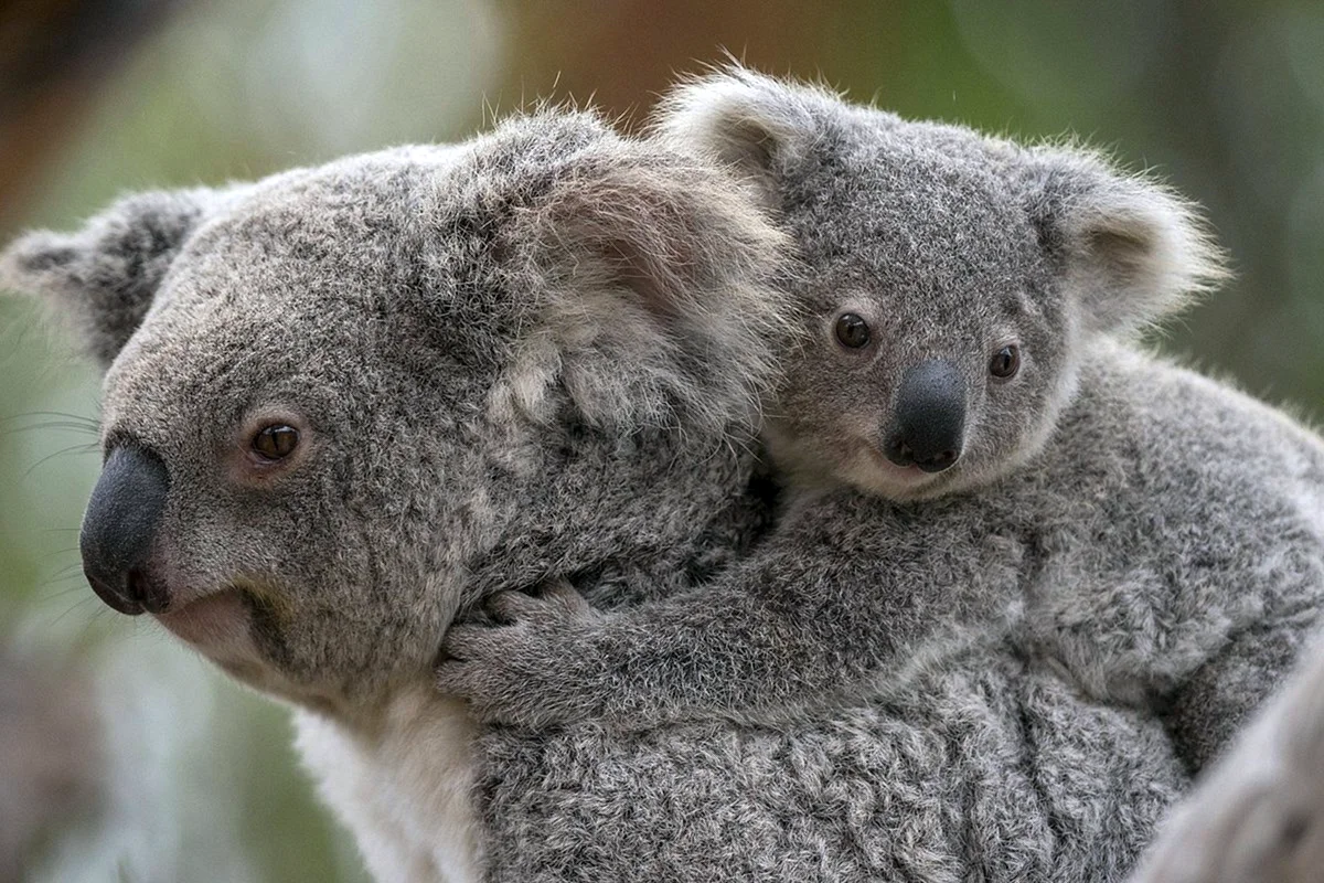 Сумчатый медведь коала Австралия