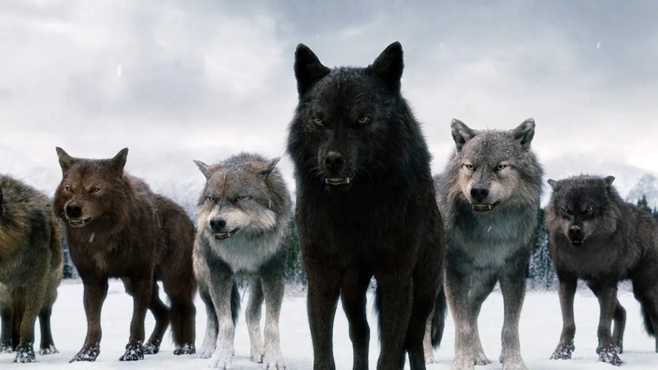 То ли волк, то ли собака | Наука и жизнь