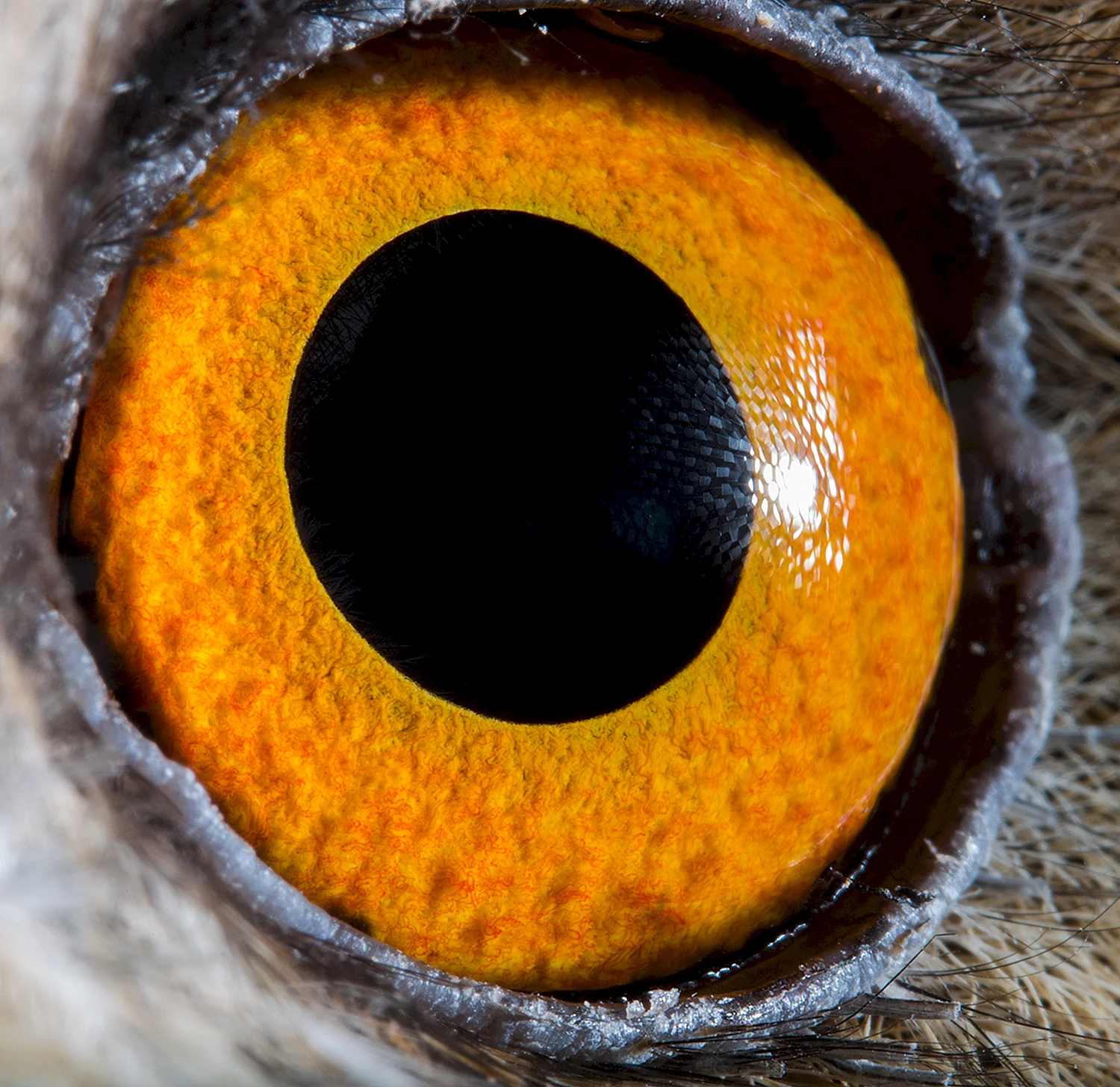 Сурен Манвелян глаза животных
