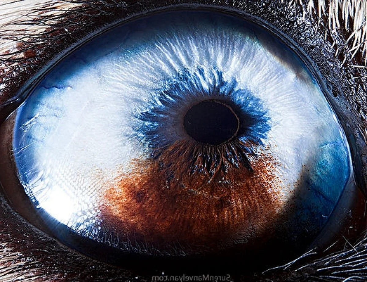 Сурен Манвелян глаза животных