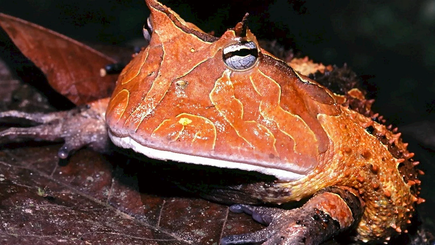 Суринамская рогатая лягушка
