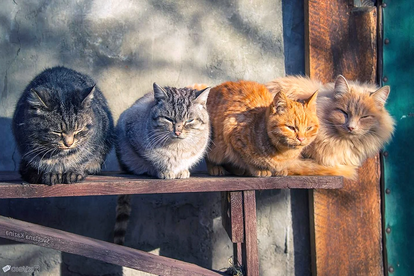 Суровые Деревенские коты