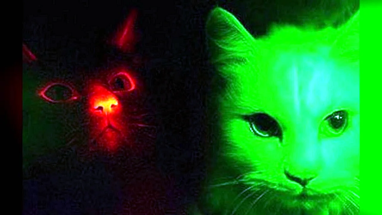 Светящиеся коты