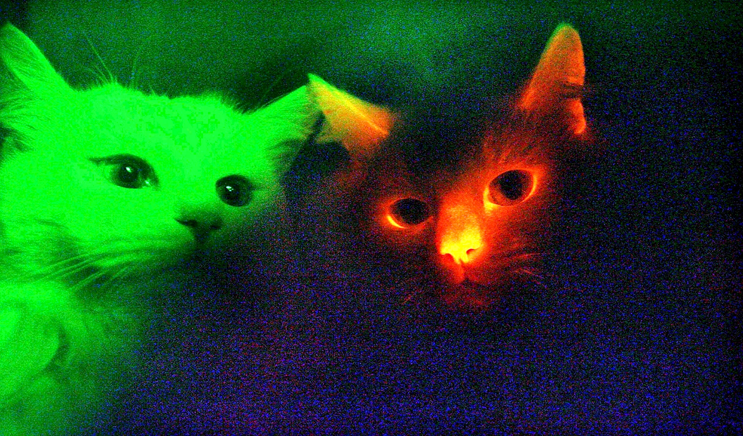 Светящиеся в темноте коты генная инженерия