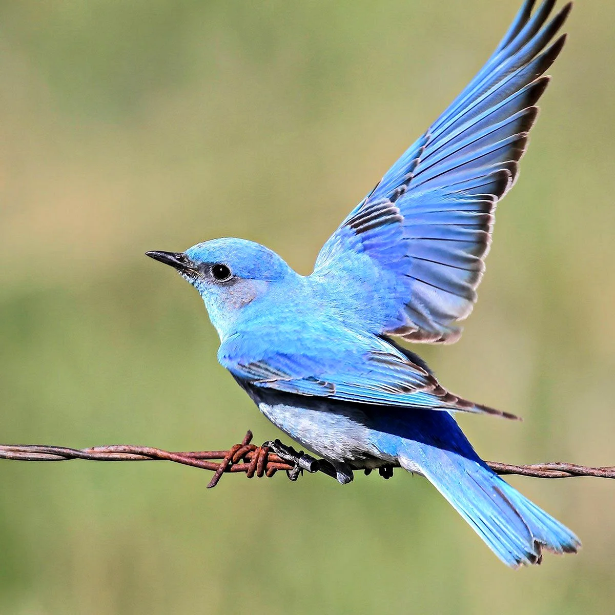 Светло голубая птица
