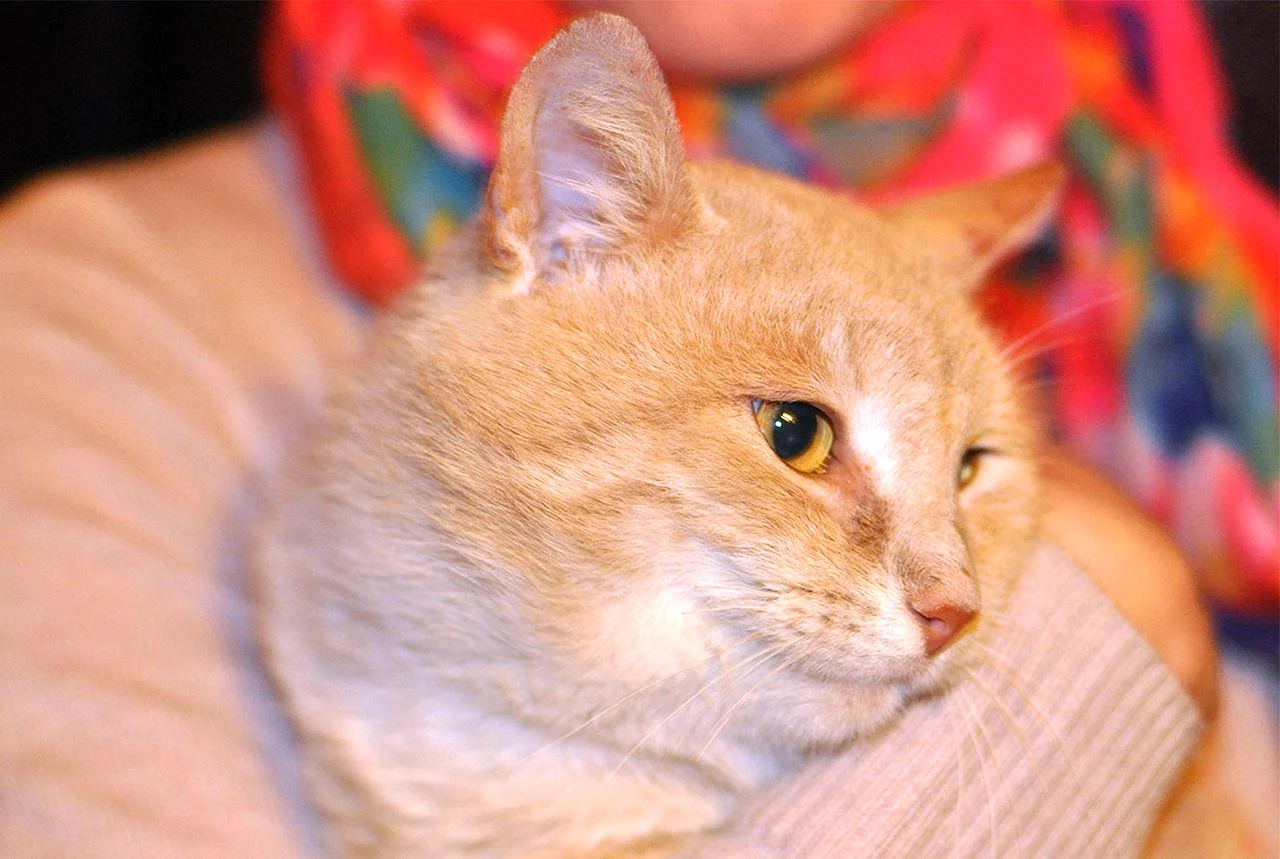 Светло рыжий персиковый кот
