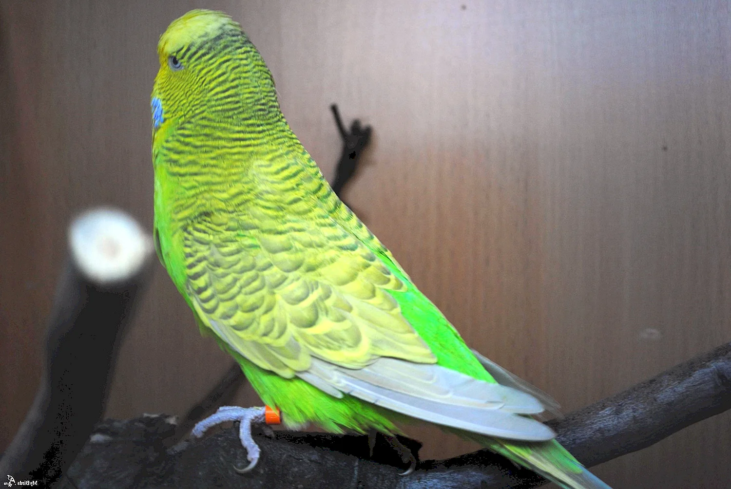 Светло зеленый серокрылый волнистый попугай