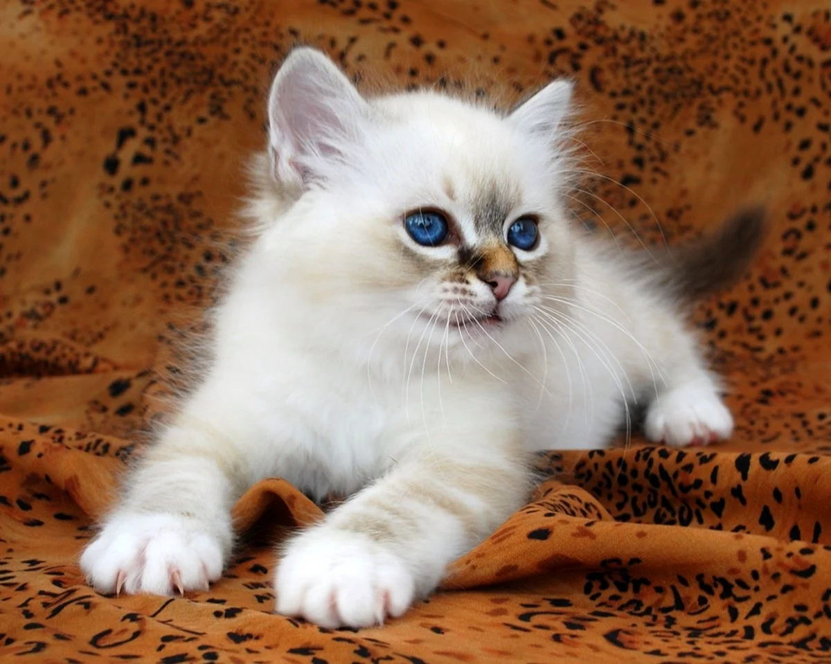 Священная бирманская кошка котята
