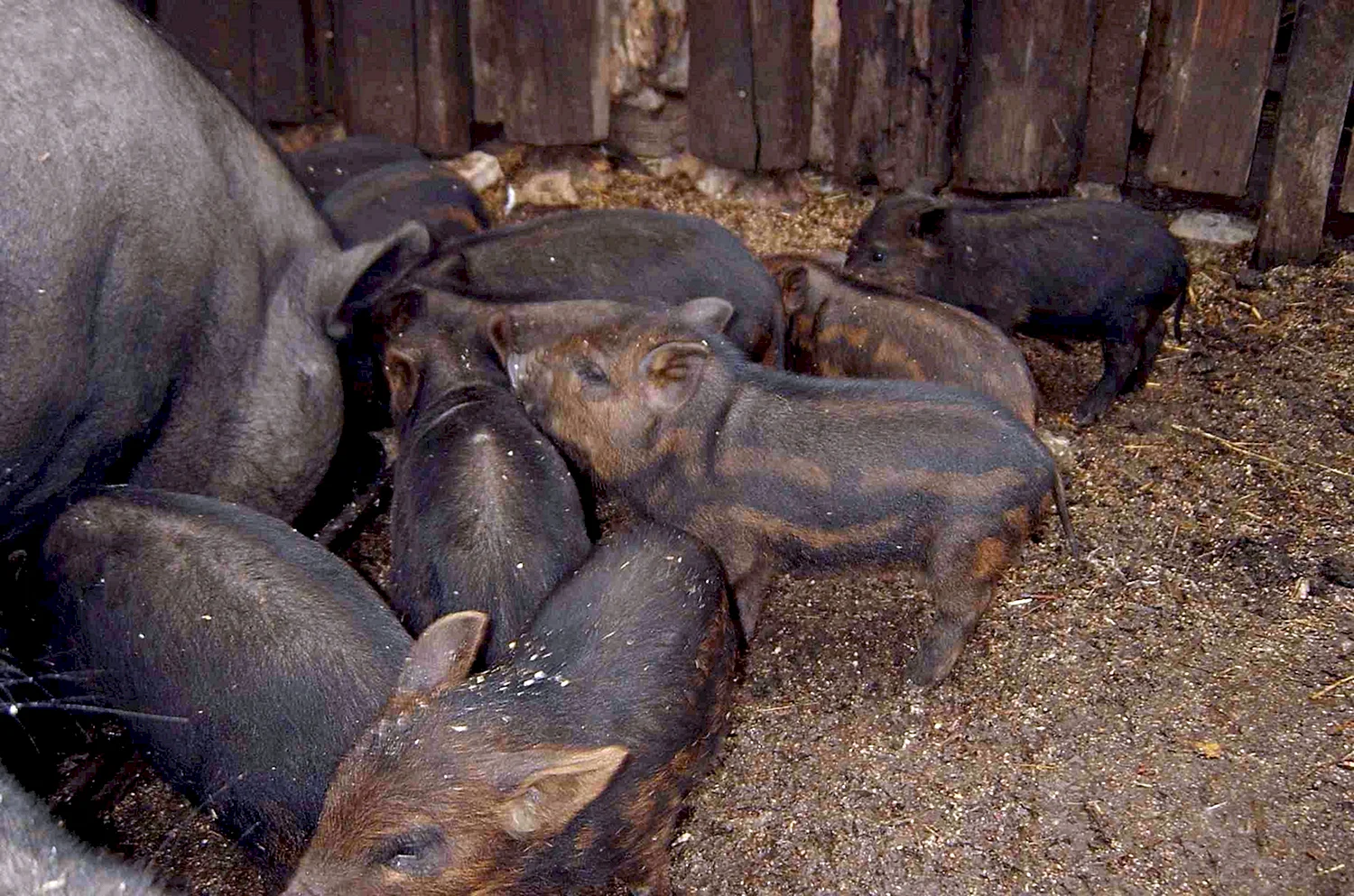 Свиньи породы мангал