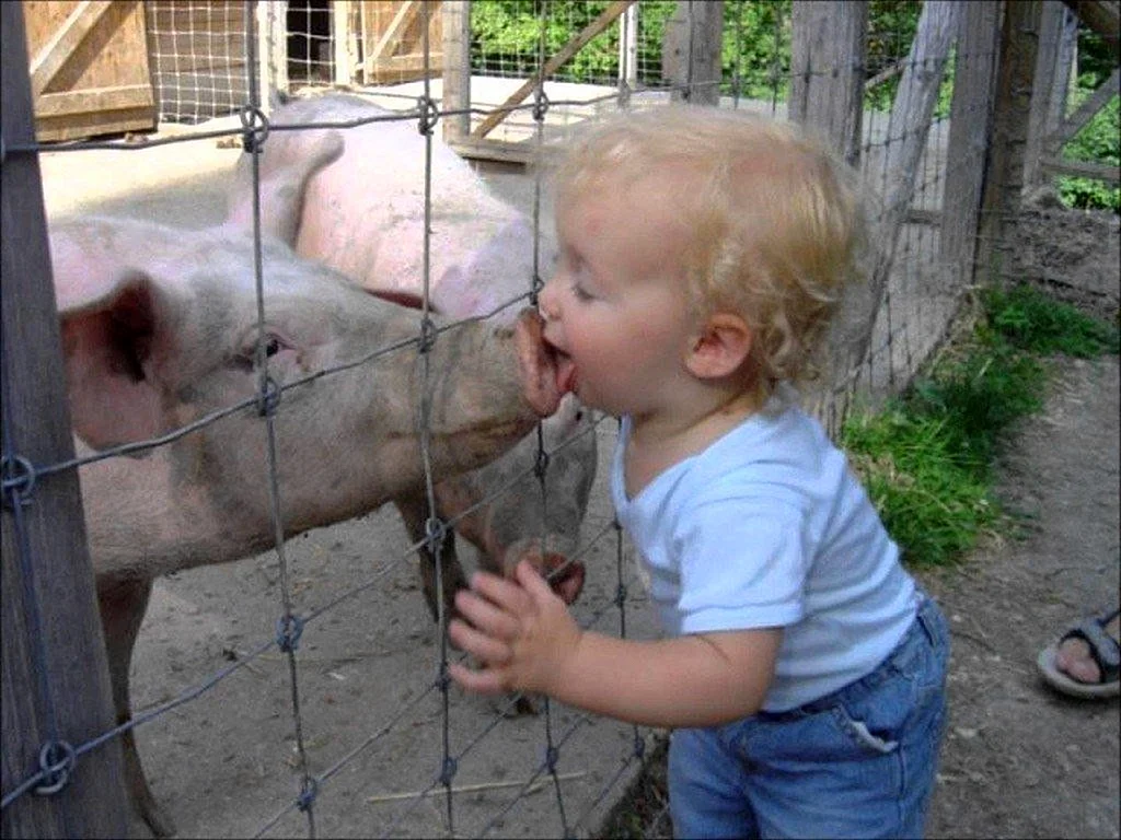 Свинья для детей