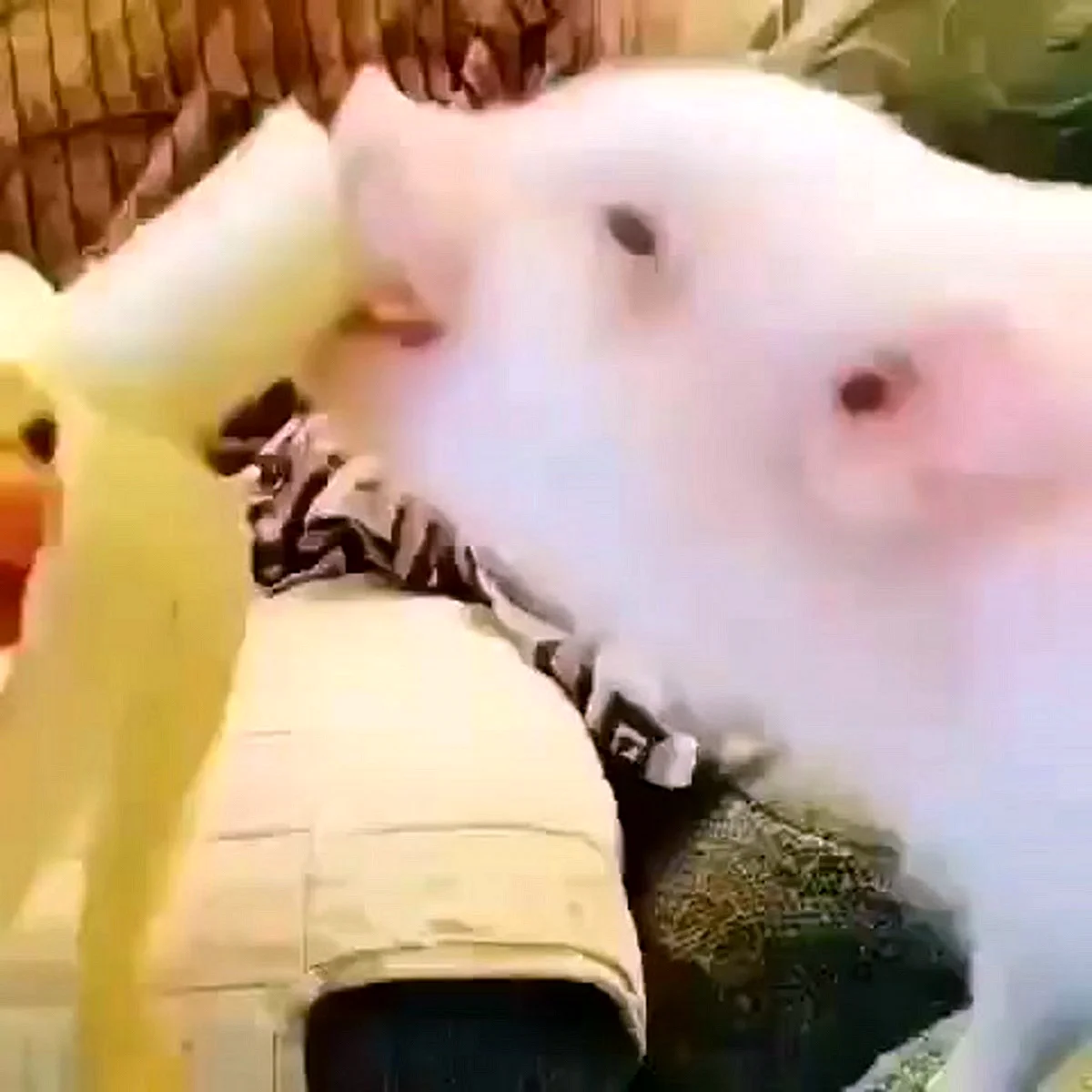 Свинья с бананом