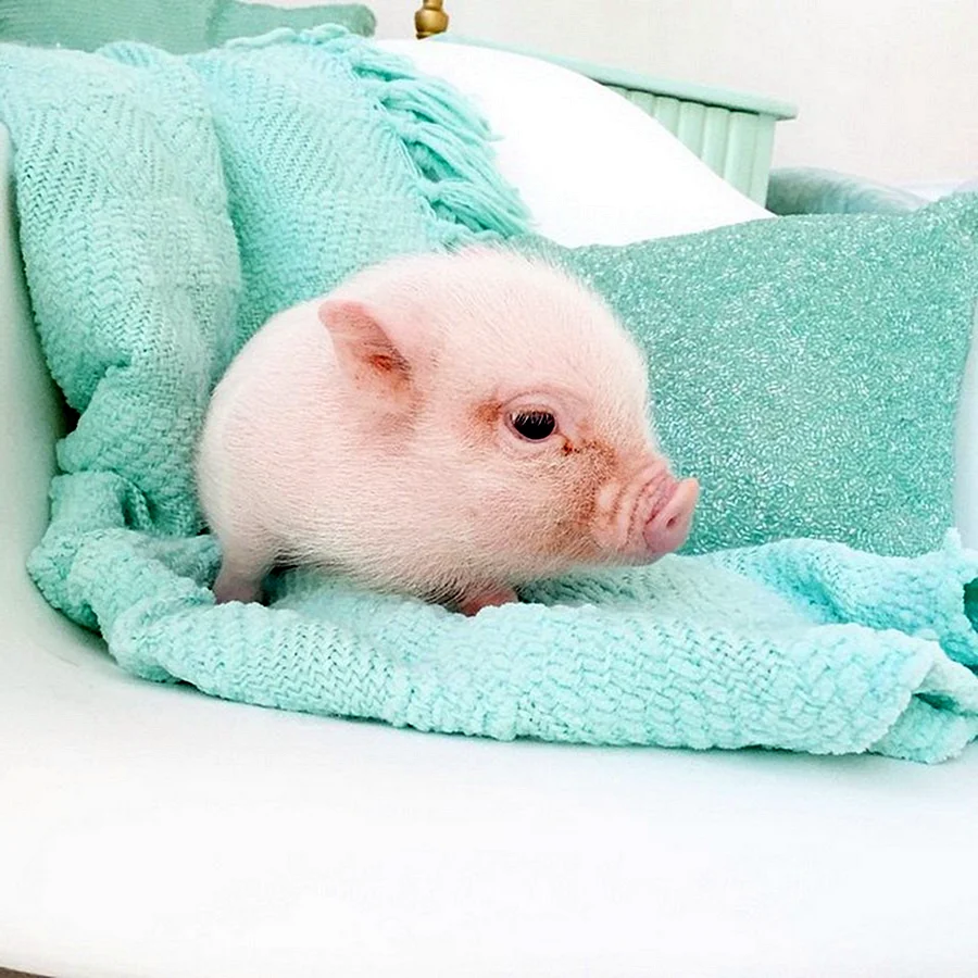 Свинки минипиг милые