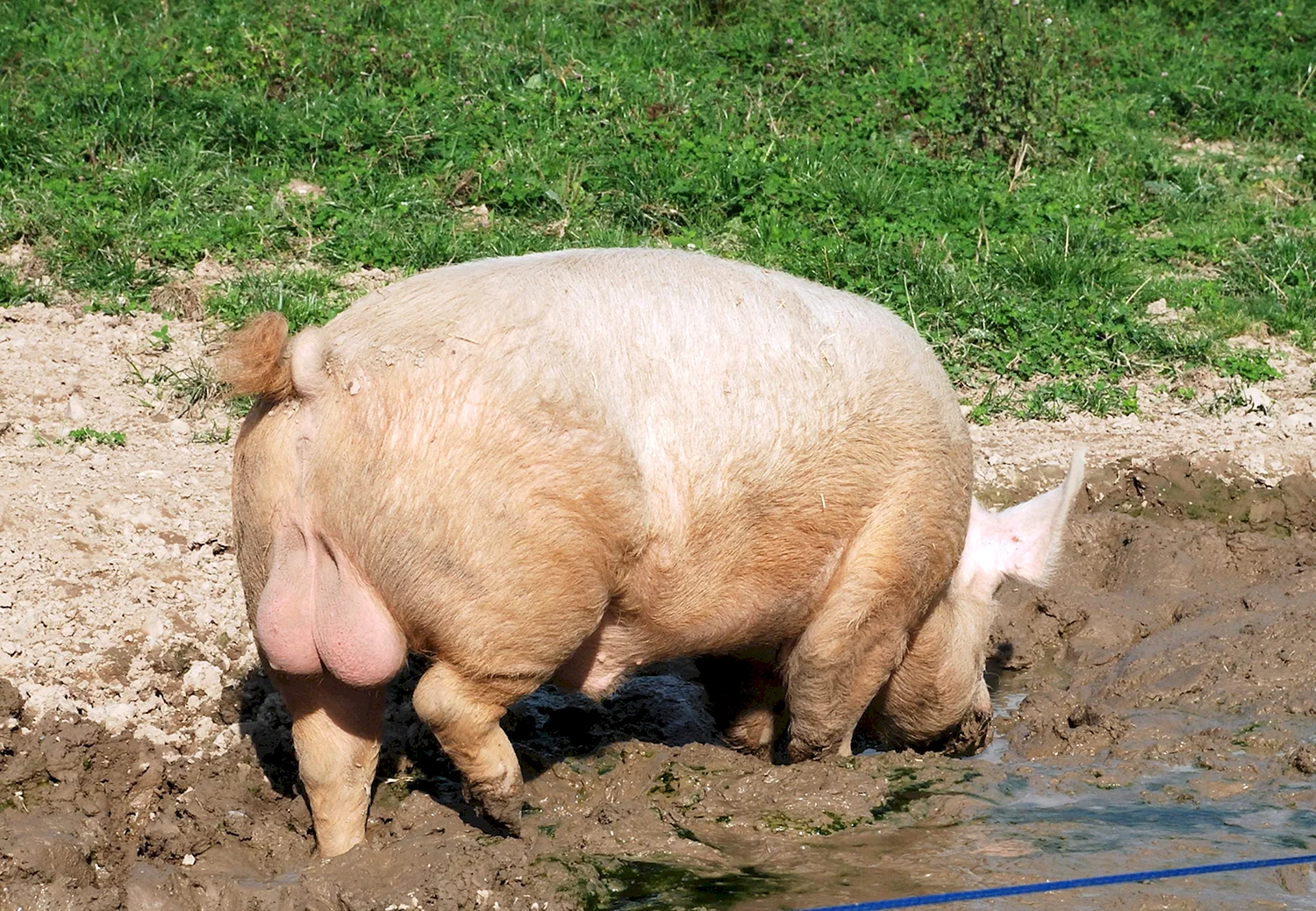 Свинобык порода свиней
